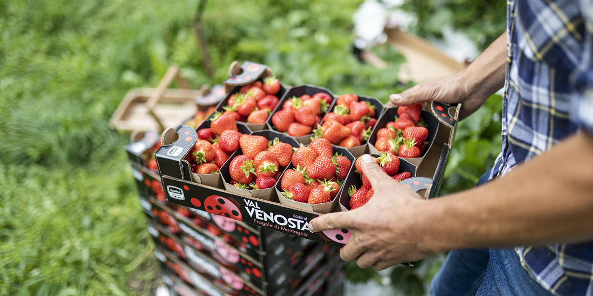 In arrivo le fragole di montagna e i berries di VIP